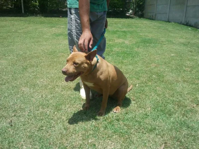 Cachorro ra a Pit Bull idade 4 anos nome Nina