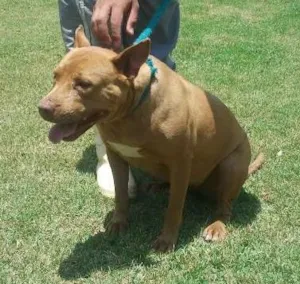 Cachorro raça Pit Bull idade 4 anos nome Nina