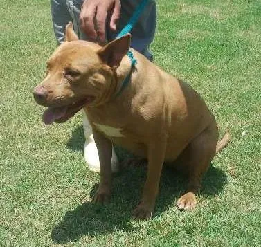 Cachorro ra a Pit Bull idade 4 anos nome Nina