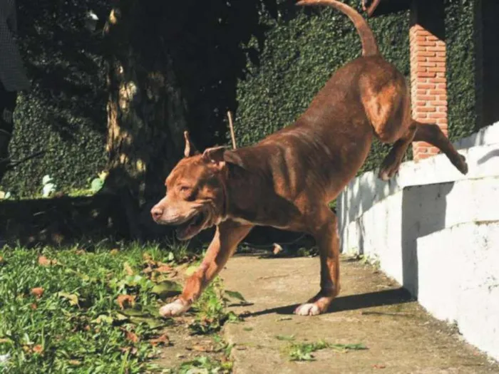 Cachorro ra a Pit Bull idade 6 ou mais anos nome Jhonny