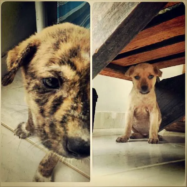 Cachorro raça Vira Lata idade Abaixo de 2 meses nome Tigrão e Jujuba