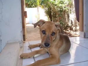 Cachorro raça sem raça definida - vira lata idade 4 anos nome Pitucha GRATIFICA