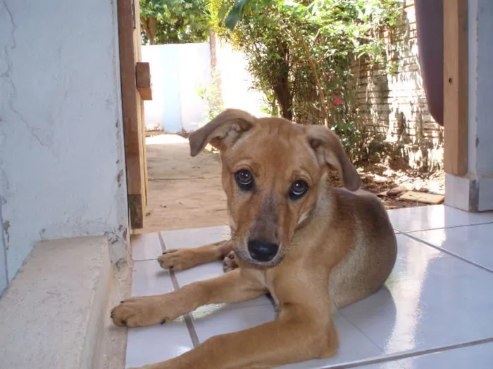 Cachorro ra a sem raça definida - vira lata idade 4 anos nome Pitucha GRATIFICA