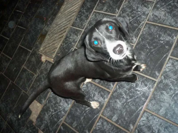 Cachorro ra a não definida idade 2 anos nome Billy, Mel, Nega
