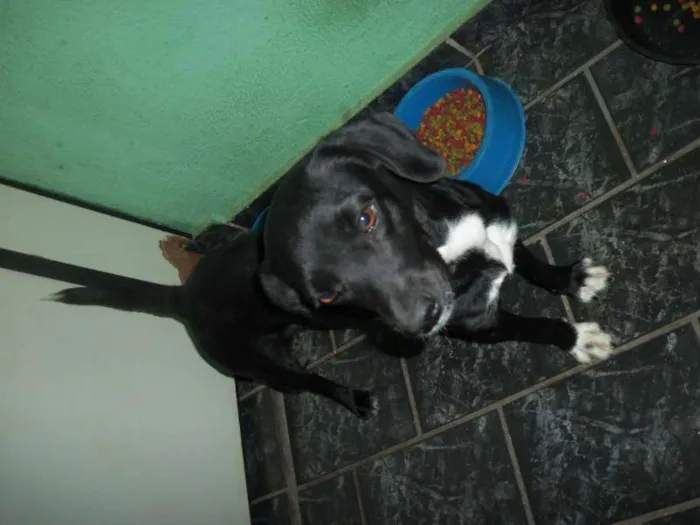 Cachorro ra a não definida idade 2 anos nome Billy, Mel, Nega