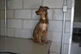 Beni - um menino fofo!