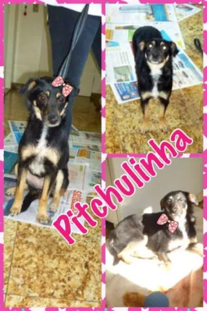 Cachorro raça SRD idade 3 anos nome PITCHULINHA