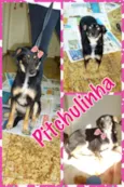 PITCHULINHA