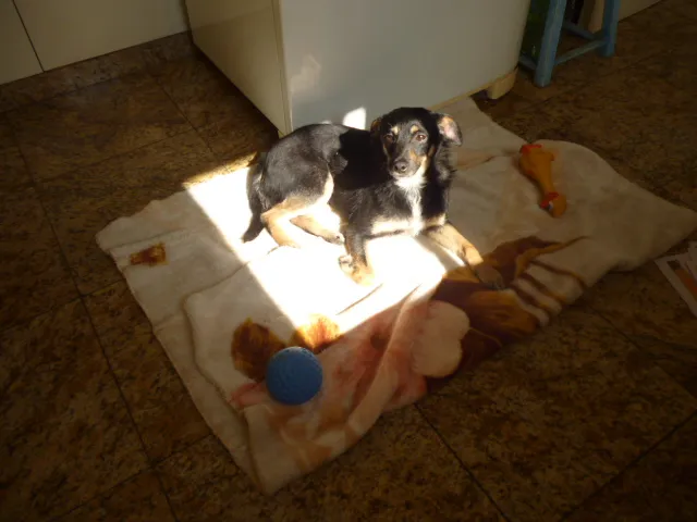 Cachorro ra a SRD idade 3 anos nome PITCHULINHA