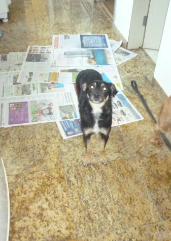 Cachorro ra a SRD idade 3 anos nome PITCHULINHA