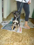PITCHULINHA