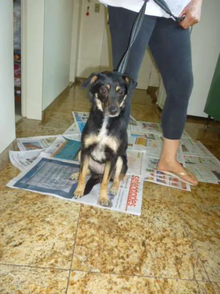 Cachorro ra a SRD idade 3 anos nome PITCHULINHA