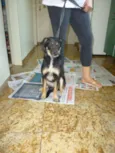 PITCHULINHA