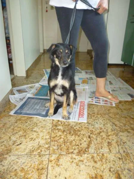 Cachorro ra a SRD idade 3 anos nome PITCHULINHA