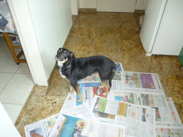 Cachorro ra a SRD idade 3 anos nome PITCHULINHA