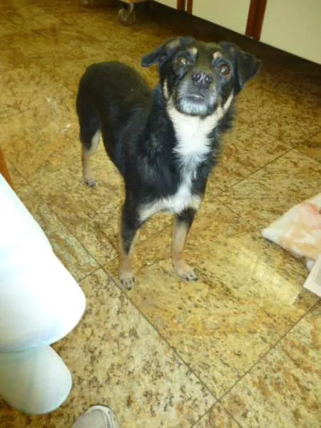 Cachorro ra a SRD idade 3 anos nome PITCHULINHA