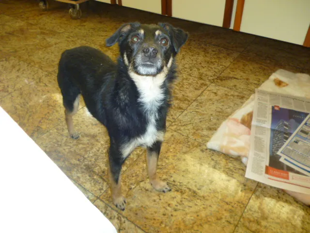 Cachorro ra a SRD idade 3 anos nome PITCHULINHA