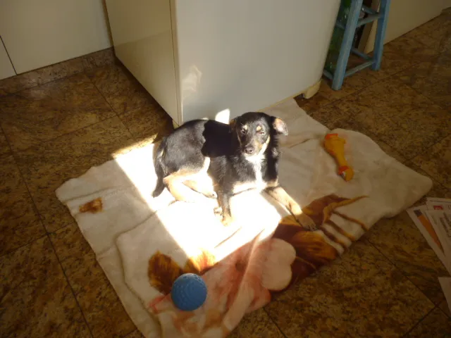 Cachorro ra a SRD idade 3 anos nome PITCHULINHA