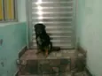 PITCHULINHA