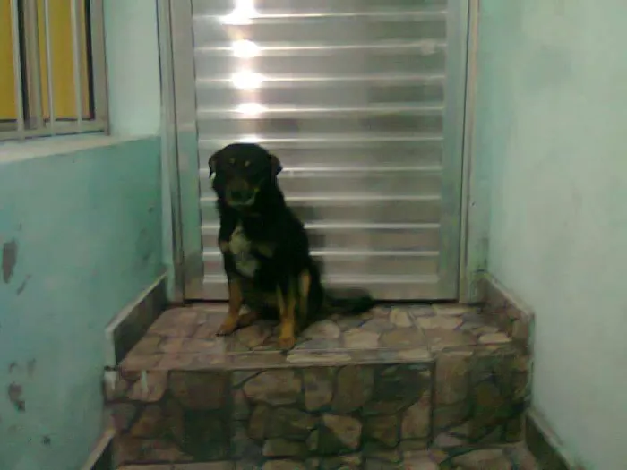 Cachorro ra a SRD idade 3 anos nome PITCHULINHA