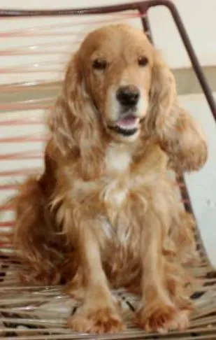Cachorro ra a Cocker idade 6 ou mais anos nome Lolâ GRATIFICA