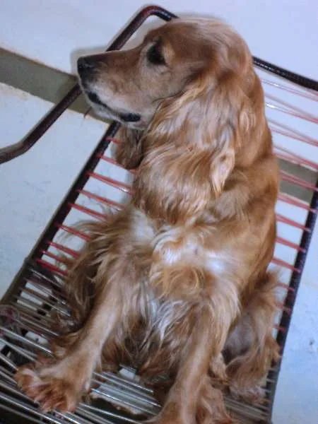 Cachorro ra a Cocker idade 6 ou mais anos nome Lolâ GRATIFICA