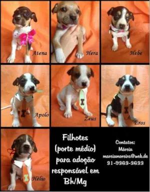 Cachorro raça SRD idade Abaixo de 2 meses nome Filhotes