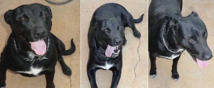 Cachorro raça SRD idade 2 anos nome Lorena