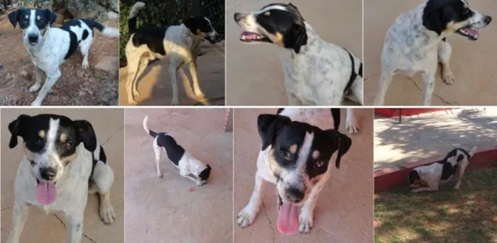 Cachorro raça SRD idade 1 ano nome Romeu