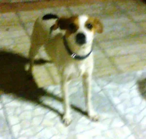 Cachorro raça Pinscher idade  nome Desconhecido