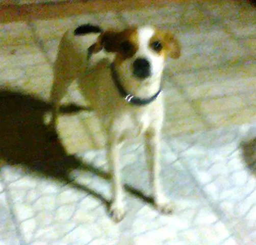 Cachorro ra a Pinscher idade  nome Desconhecido