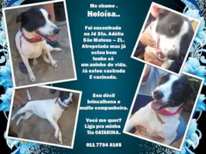 Cachorro raça srd idade 1 ano nome HELOISA