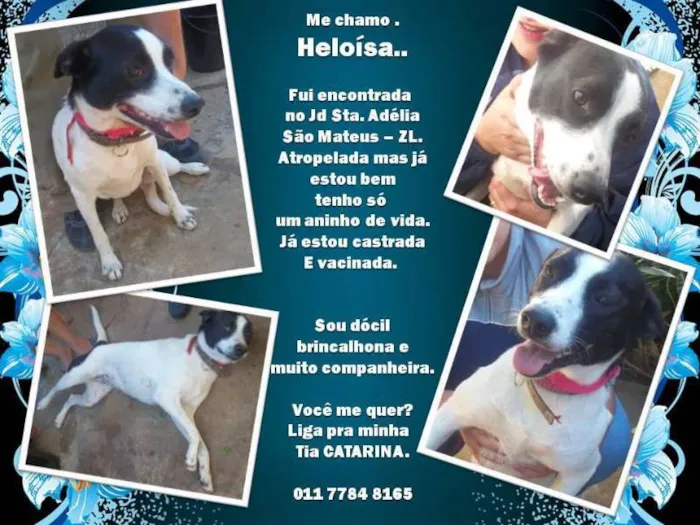 Cachorro raça srd idade 1 ano nome HELOISA