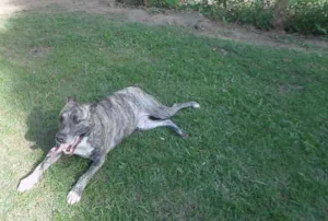 Cachorro raça Pit-Bull idade 2 anos nome MAX