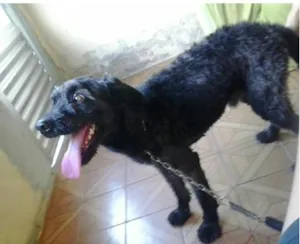 Cachorro raça SRD idade 4 anos nome Jake