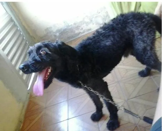 Cachorro ra a SRD idade 4 anos nome Jake