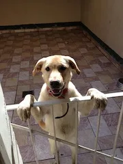 Cachorro raça Labrador idade 2 a 6 meses nome Mayla