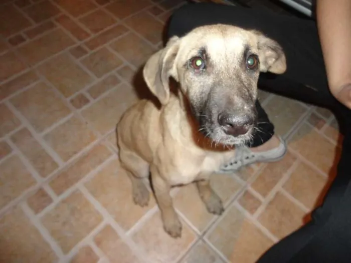 Cachorro ra a SRD idade 2 a 6 meses nome Meg