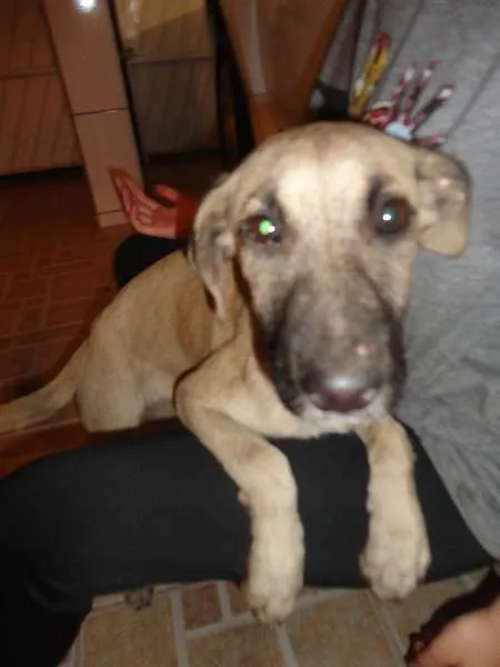 Cachorro ra a SRD idade 2 a 6 meses nome Meg