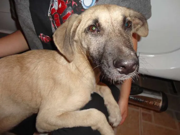 Cachorro ra a SRD idade 2 a 6 meses nome Meg