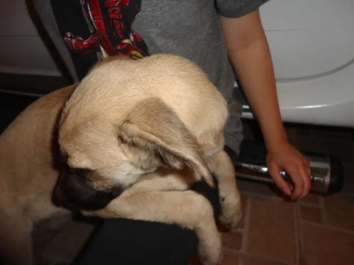 Cachorro ra a SRD idade 2 a 6 meses nome Meg