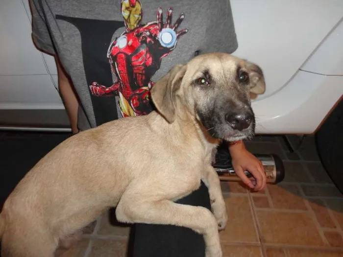 Cachorro ra a SRD idade 2 a 6 meses nome Meg