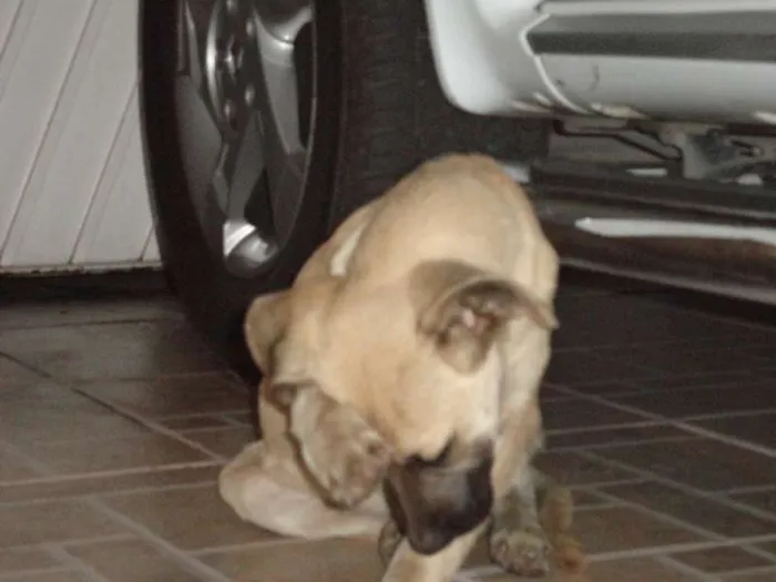 Cachorro ra a SRD idade 2 a 6 meses nome Meg