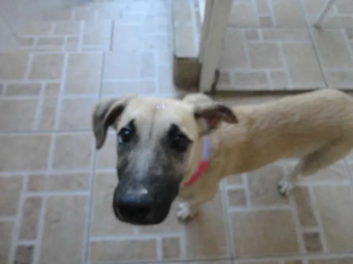 Cachorro ra a SRD idade 2 a 6 meses nome Meg