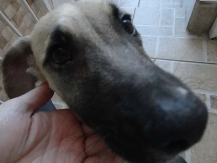 Cachorro ra a SRD idade 2 a 6 meses nome Meg