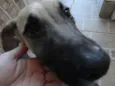 Meg