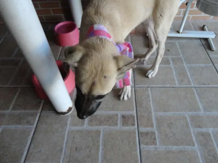 Cachorro ra a SRD idade 2 a 6 meses nome Meg