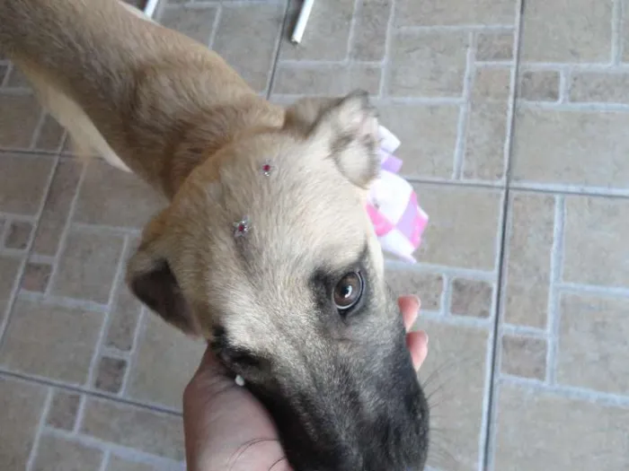 Cachorro ra a SRD idade 2 a 6 meses nome Meg