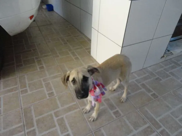 Cachorro ra a SRD idade 2 a 6 meses nome Meg
