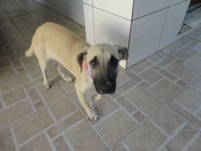 Cachorro ra a SRD idade 2 a 6 meses nome Meg